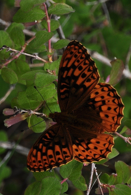 Hesperis Fritillary butterfly found along the Vallecito Lake trail
